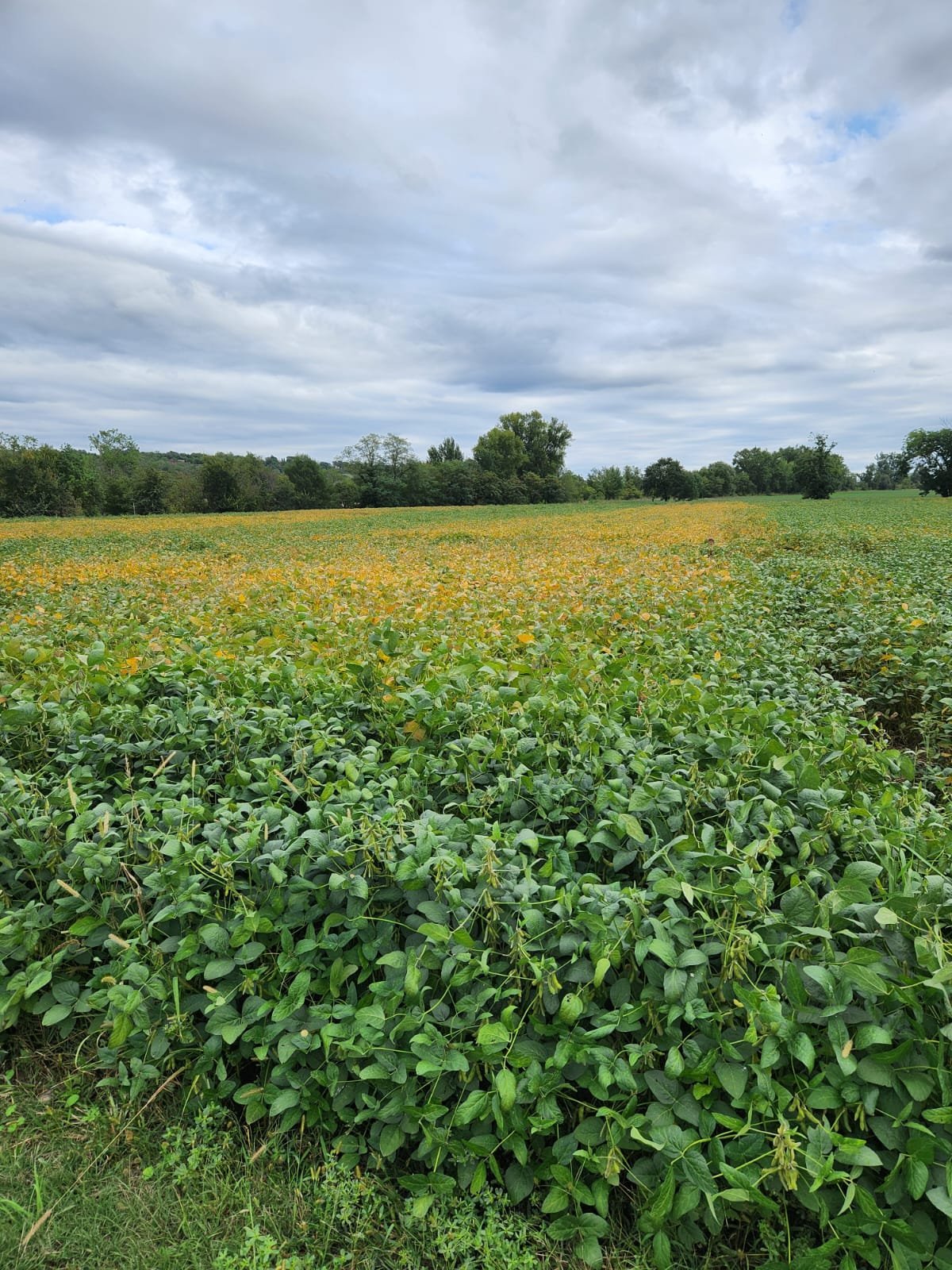 Distribution de semences
